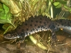 New great crested newt protection proposals - let us know your views