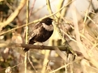 The results are in from the third Big Farmland Bird Count