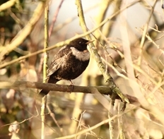 Ring Ouzel _Guy Smith NFU