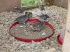 Changes to environment helps protect young pheasants