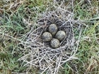 Spring lapwing in the Avon Valley