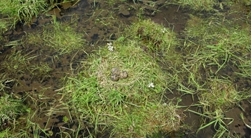 Nest On Raised Ground