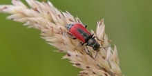 Cereal invertebrates