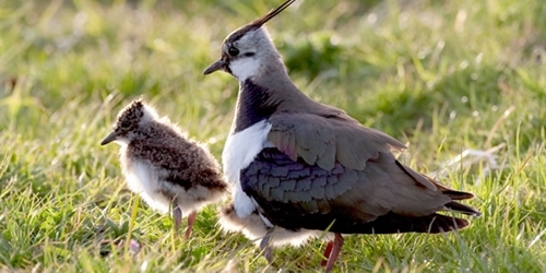Wildlife Wildlife