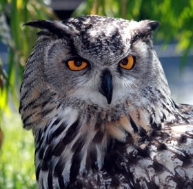 Eagle Owls Are They Making A Comeback In Britain Game