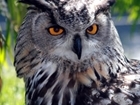 Eagle owls – are they making a comeback in Britain?