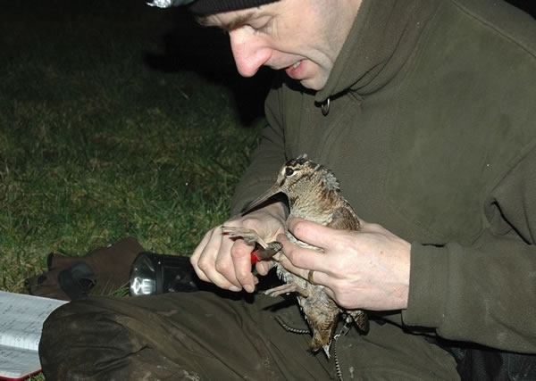 Woodcock ringing Woodcock ringing