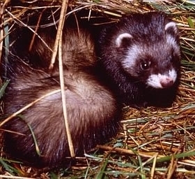 Polecat _photo _Adela Serre