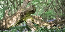Importance of dead wood