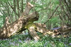 Dead fallen tree in wood