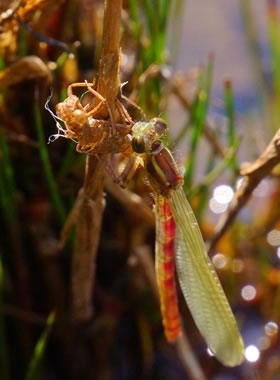 Large _Red _Damselfly _Auchnerran _Barglass _Pool _(previous Survey)