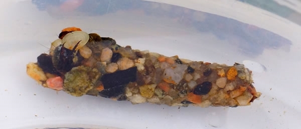 Sand _Cased _Caddis _Larva _Auchnerran _Main Pond _09