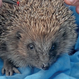 Hedgehog