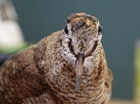 Celebrate woodcock for World Migratory Bird Day!