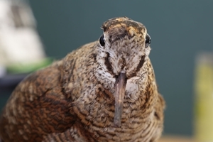 Woodcock closeup