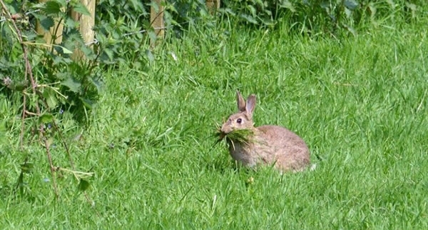 Rabbit