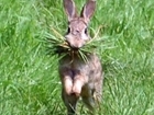 Rabbit, rabbit, rabbit!