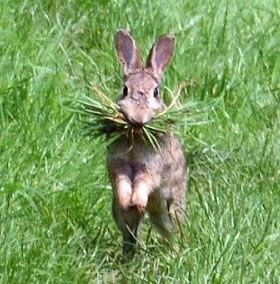 Rabbit Running