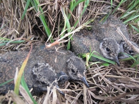 Lapwing Chicks3