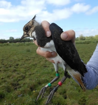 Lapwing Ringed