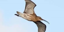Action for Curlew Appeal