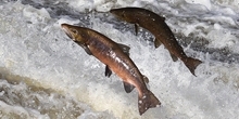 How water flow in rivers affects where salmon spawn