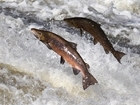 Fishy events in Southampton will support our salmon