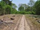 Learn to manage woodland for game and wildlife with the GWCT