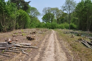 Coppiced Ride