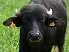 Buffalo, bumble bees and brown trout - Hampshire at its best