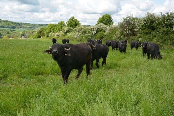 Buffalo In Hampshire