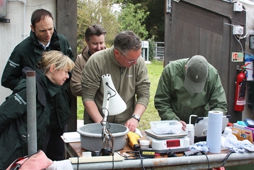 Measuring smolts