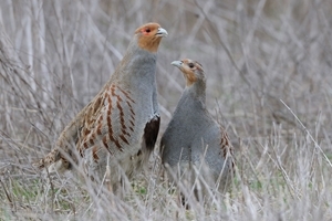 Grey partridge pair (Markus Jenny)