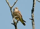 The breeding and wintering birds at Rotherfield