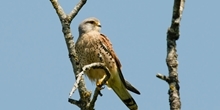 Birds of prey