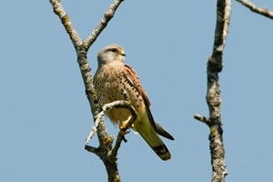 Kestrel (Credit: Markus Jenny)