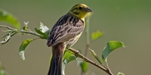 What habitat features are important to breeding yellowhammer?