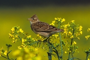 Skylark (Markus Jenny)