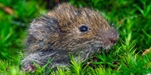Do fluctuations in field vole abundance indirectly influence red grouse?