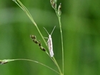 Look out for moths on gamecover crops