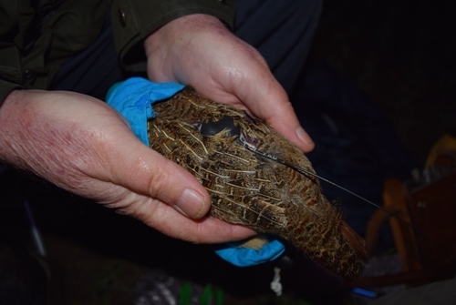A tagged hen grey partridge ready for release. The head is covered to keep her calm.