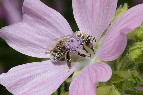 Honey bee covered in pollen