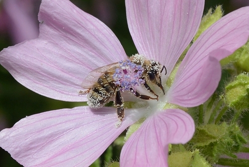 Honey bee covered in pollen Honey bee covered in pollen