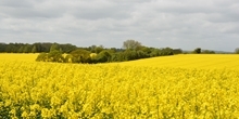 Does too little pollination reduce crop yields?