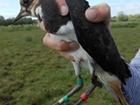 The first lapwing chicks fledge in the Avon Valley