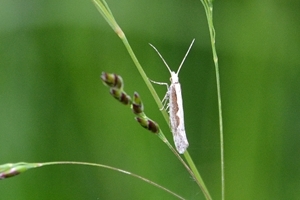 Diamondback moth
