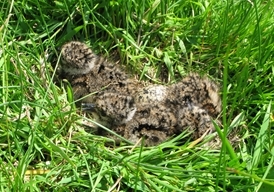 Lapwing Chicks