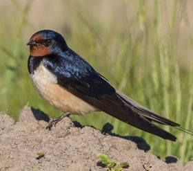 Barn Swallow By Andreas Trepte