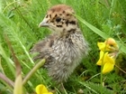 Remember the birds this National Insect Week