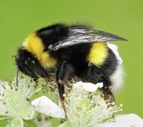 CFE Bee